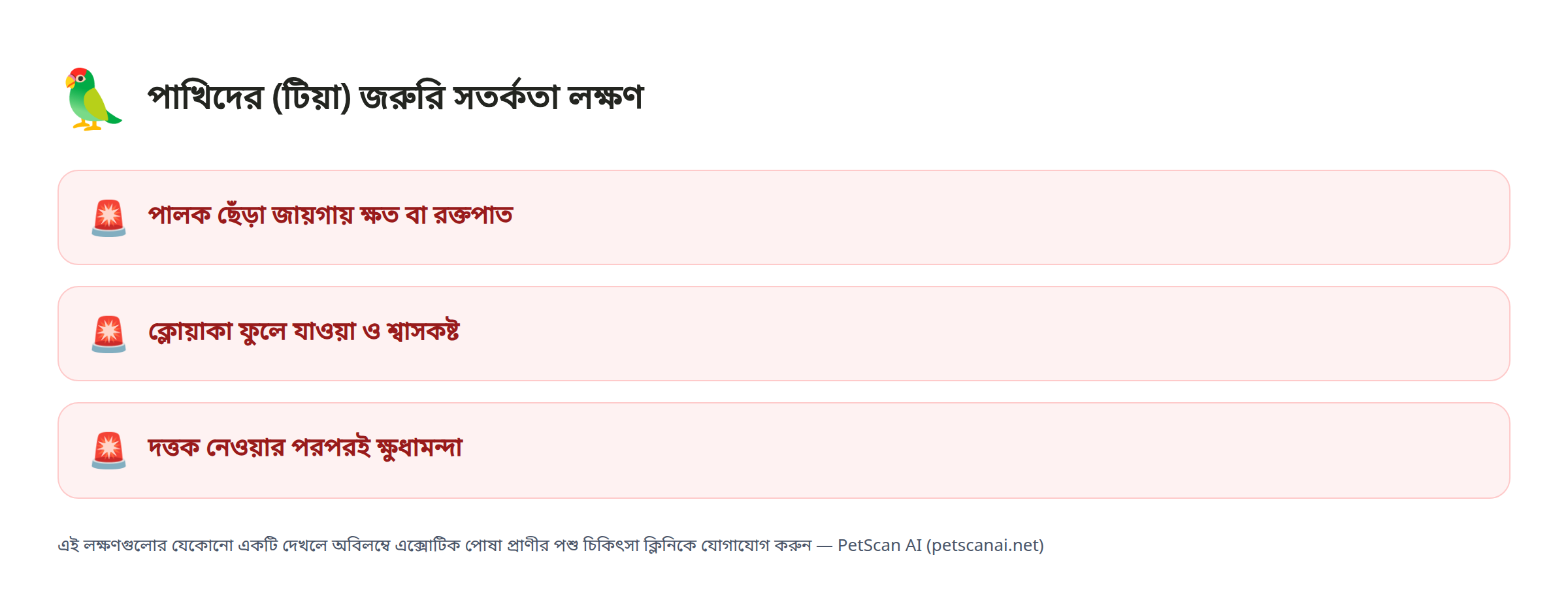 পাখিদের (টিয়া) জরুরি সতর্কতা লক্ষণ: পালক ছেঁড়া জায়গায় ক্ষত বা রক্তপাত, ক্লোয়াকা ফুলে যাওয়া ও শ্বাসকষ্ট, দত্তক নেওয়ার পরপরই ক্ষুধামন্দা — PetScan AI