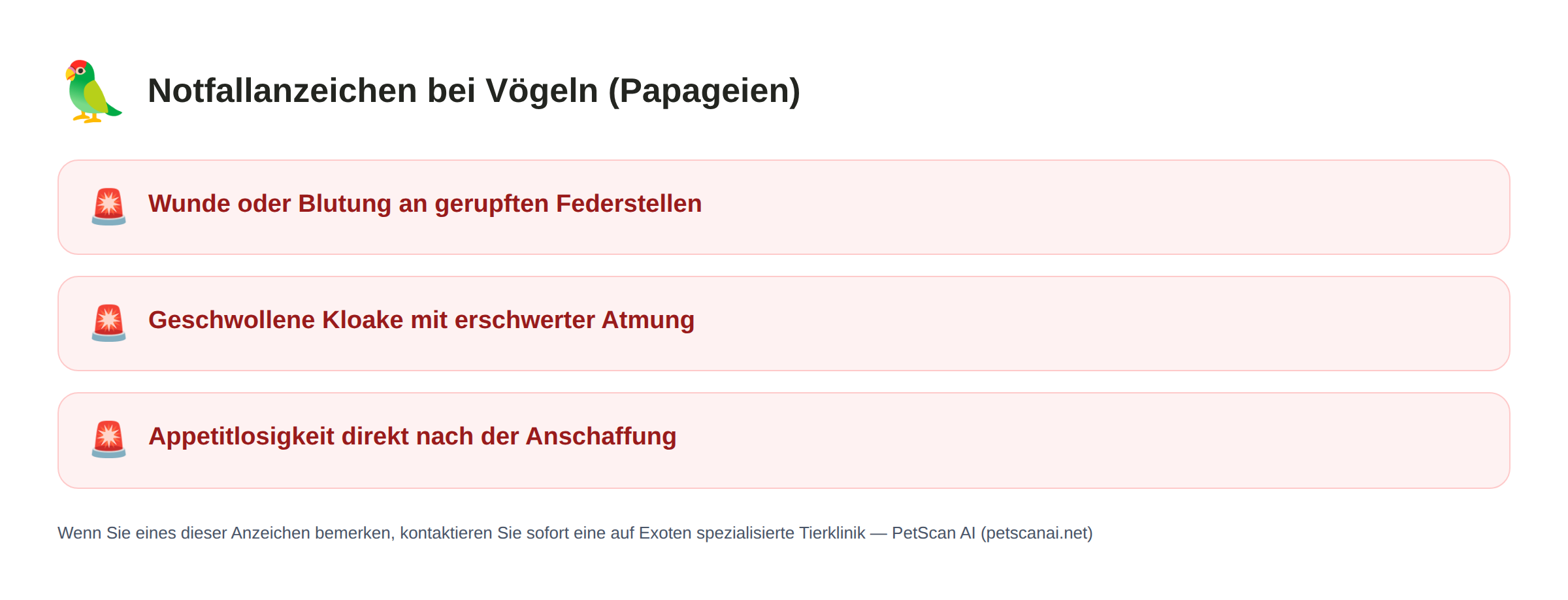 Notfallanzeichen bei Vögeln (Papageien): Wunde oder Blutung an gerupften Federstellen, Geschwollene Kloake mit erschwerter Atmung, Appetitlosigkeit direkt nach der Anschaffung — PetScan AI