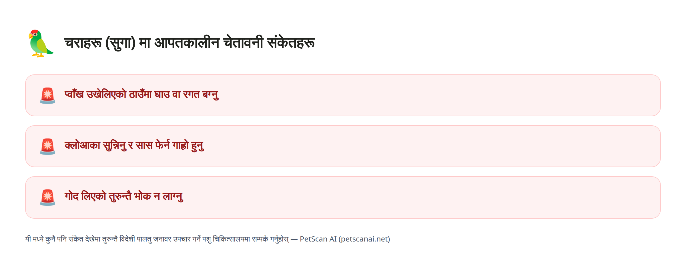 चरा (सुगा) आपतकालीन संकेत जाँचसूची: प्वाँख उखेलिएको ठाउँमा घाउ वा रगत बग्नु, क्लोआका सुन्निनु र सास फेर्न गाह्रो हुनु, गोद लिएको तुरुन्तै भोक न लाग्नु — PetScan AI
