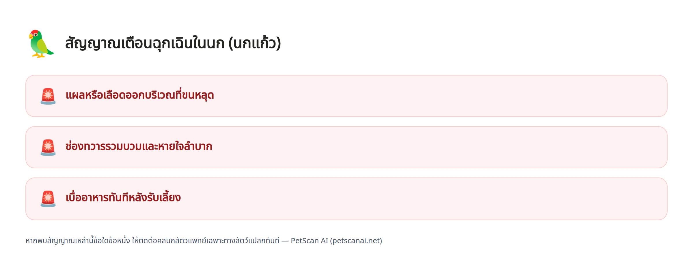 สัญญาณเตือนฉุกเฉินในนก (นกแก้ว): แผลหรือเลือดออกบริเวณที่ขนหลุด, ช่องทวารรวมบวมและหายใจลำบาก, เบื่ออาหารทันทีหลังรับเลี้ยง — PetScan AI